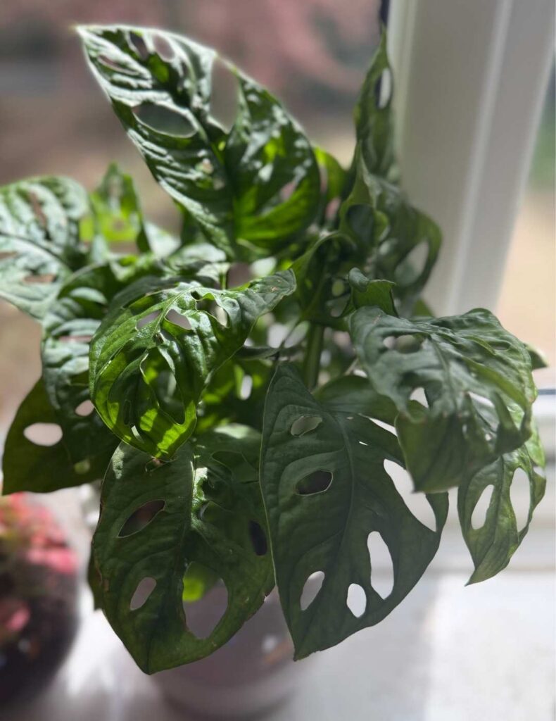monstera adansonii