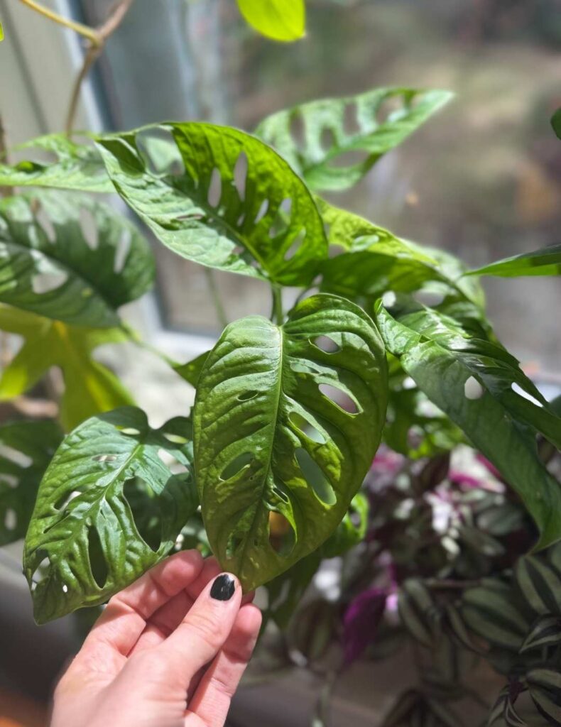 monstera adansonii
