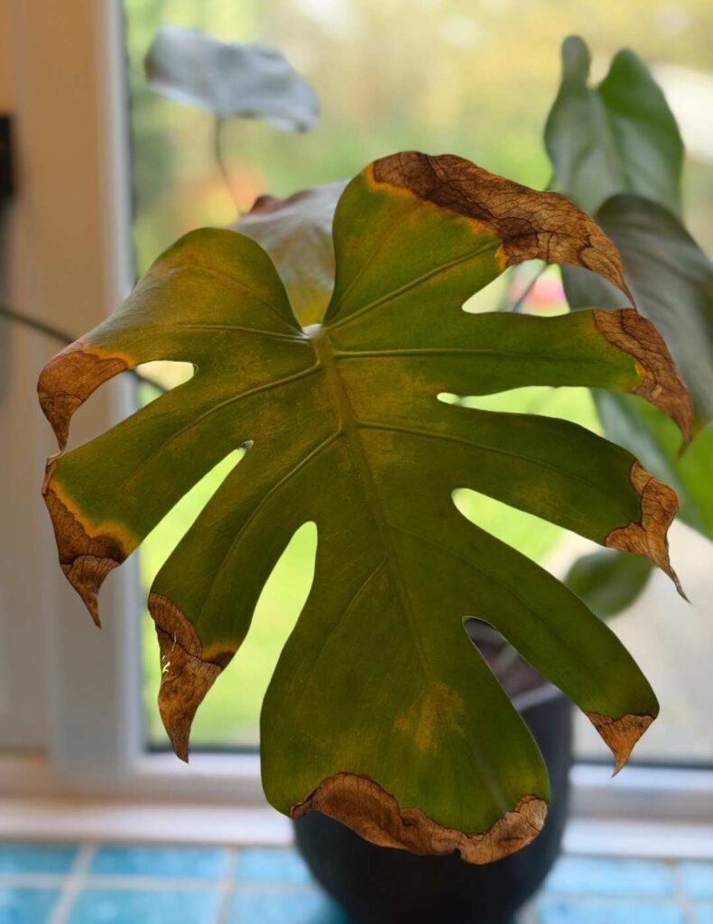 burned monstera leaf