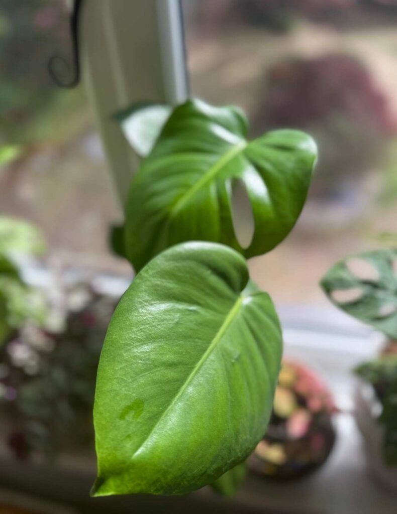 monstera deliciosa leaves