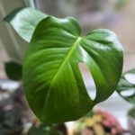 large monstera deliciosa leaf