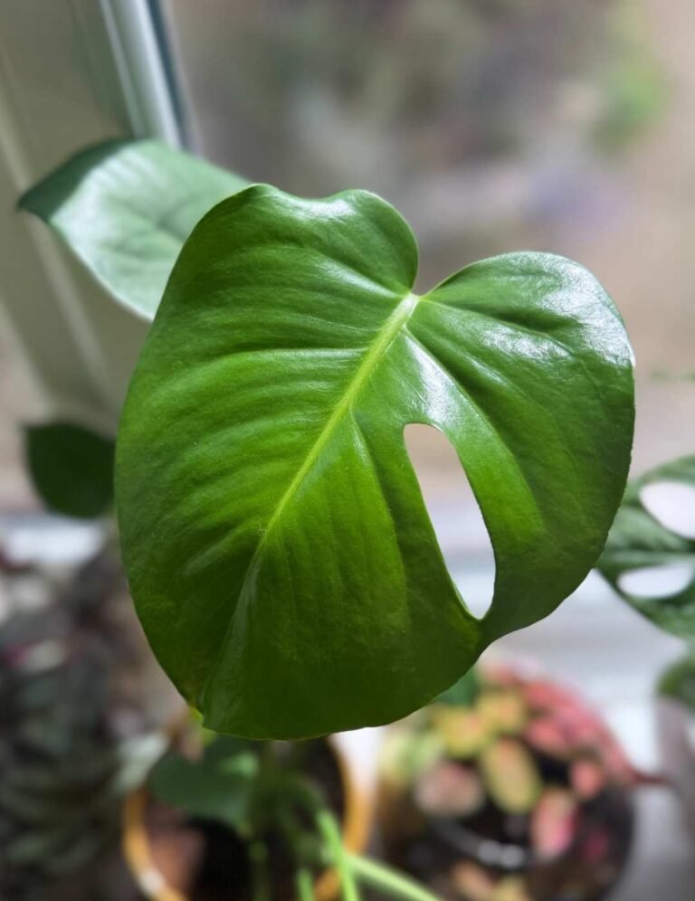 large monstera deliciosa leaf