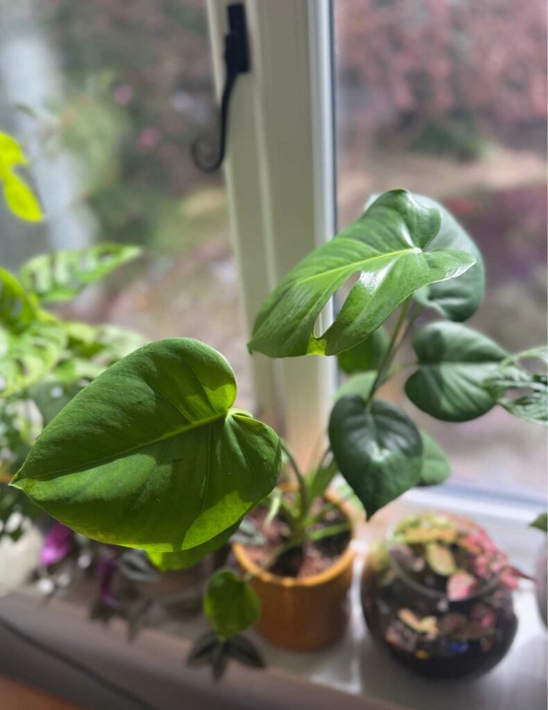 monstera deliciosa