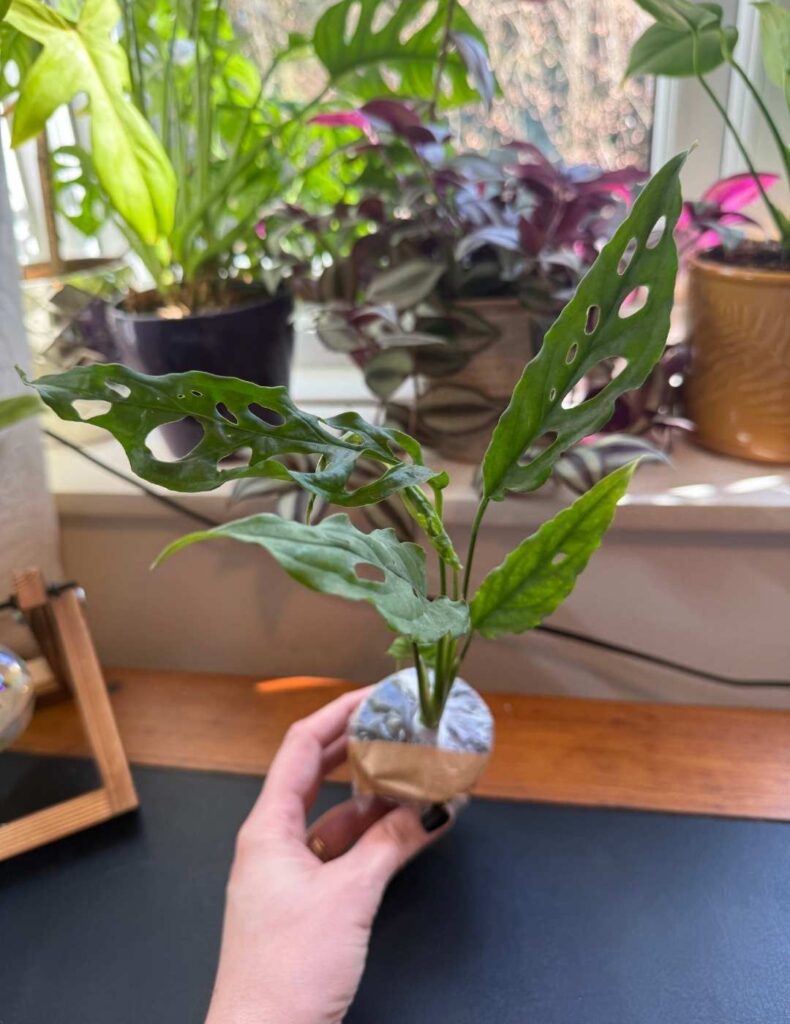 monstera obliqua