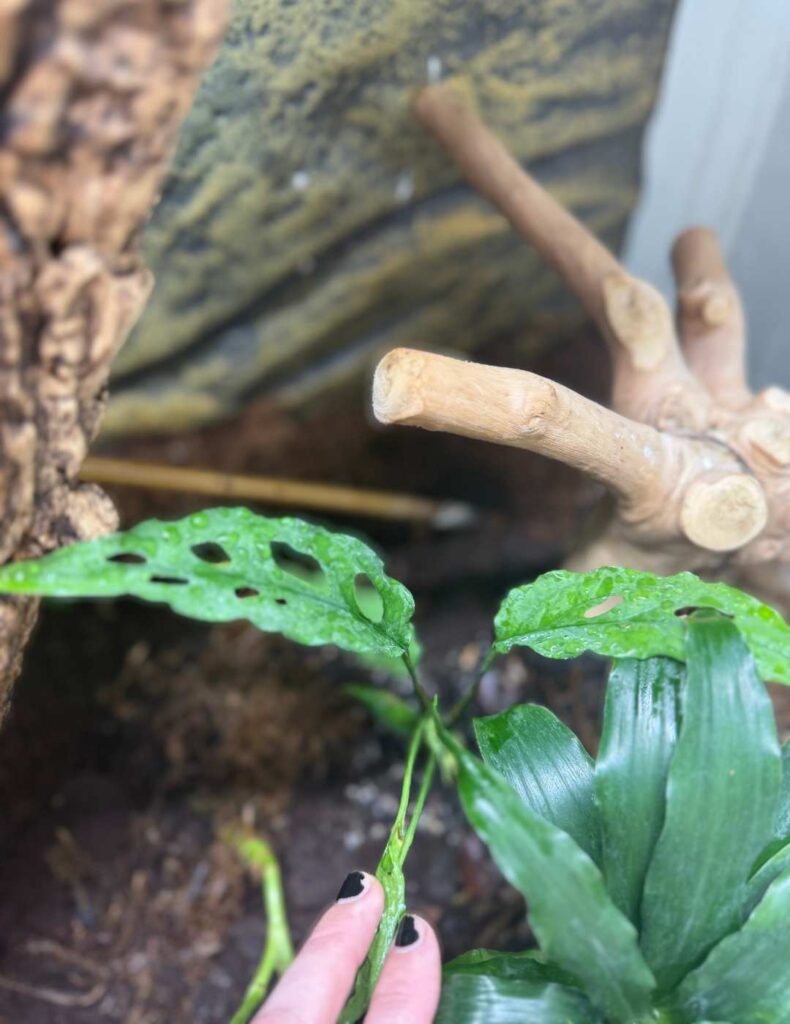 monstera obliqua in a terrarium