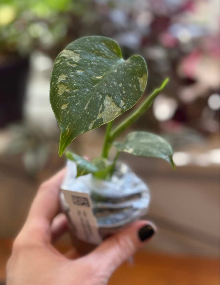 monstera thai constellation - one of the rarer variations