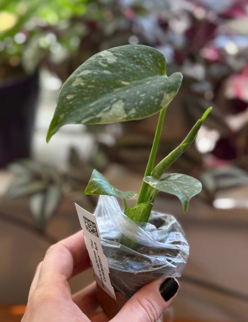monstera thai constellation in a pot