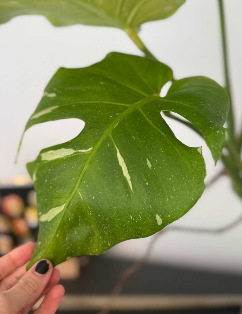 monstera thai constellation leaf
