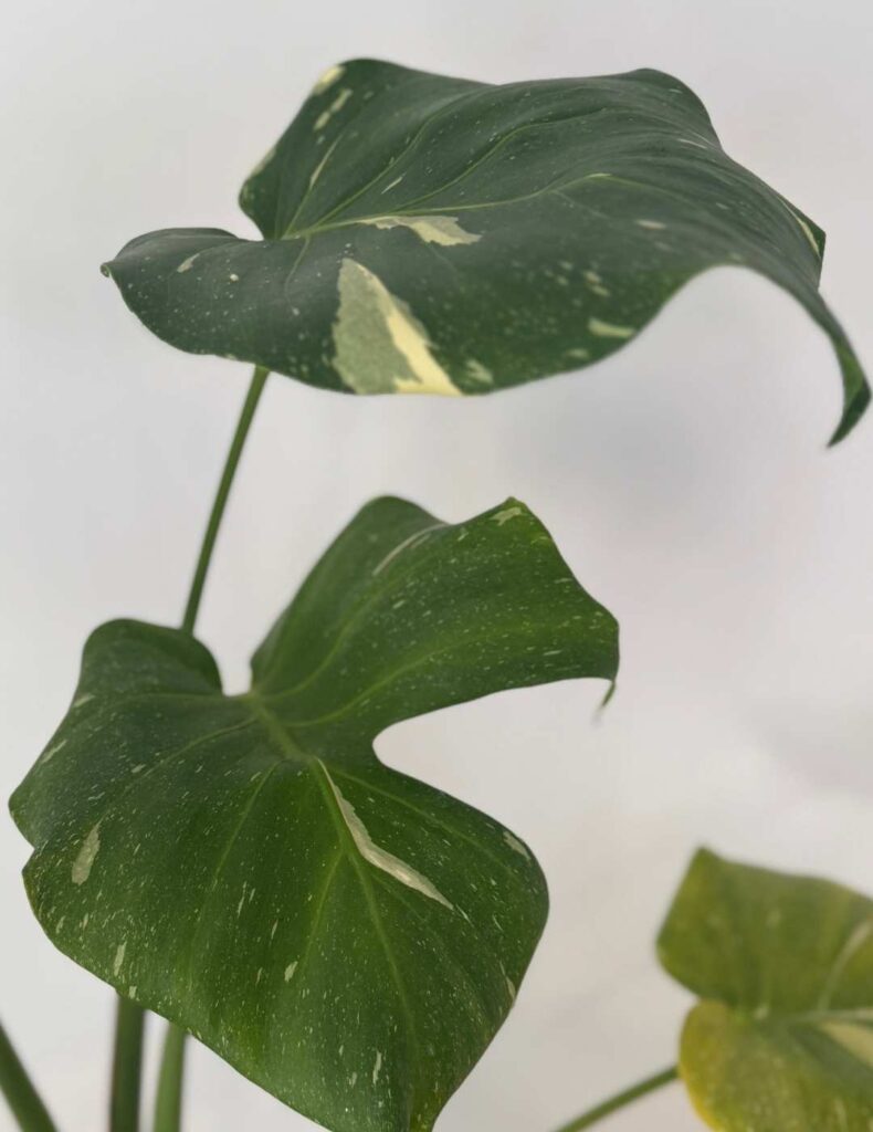 monstera thai constellatino