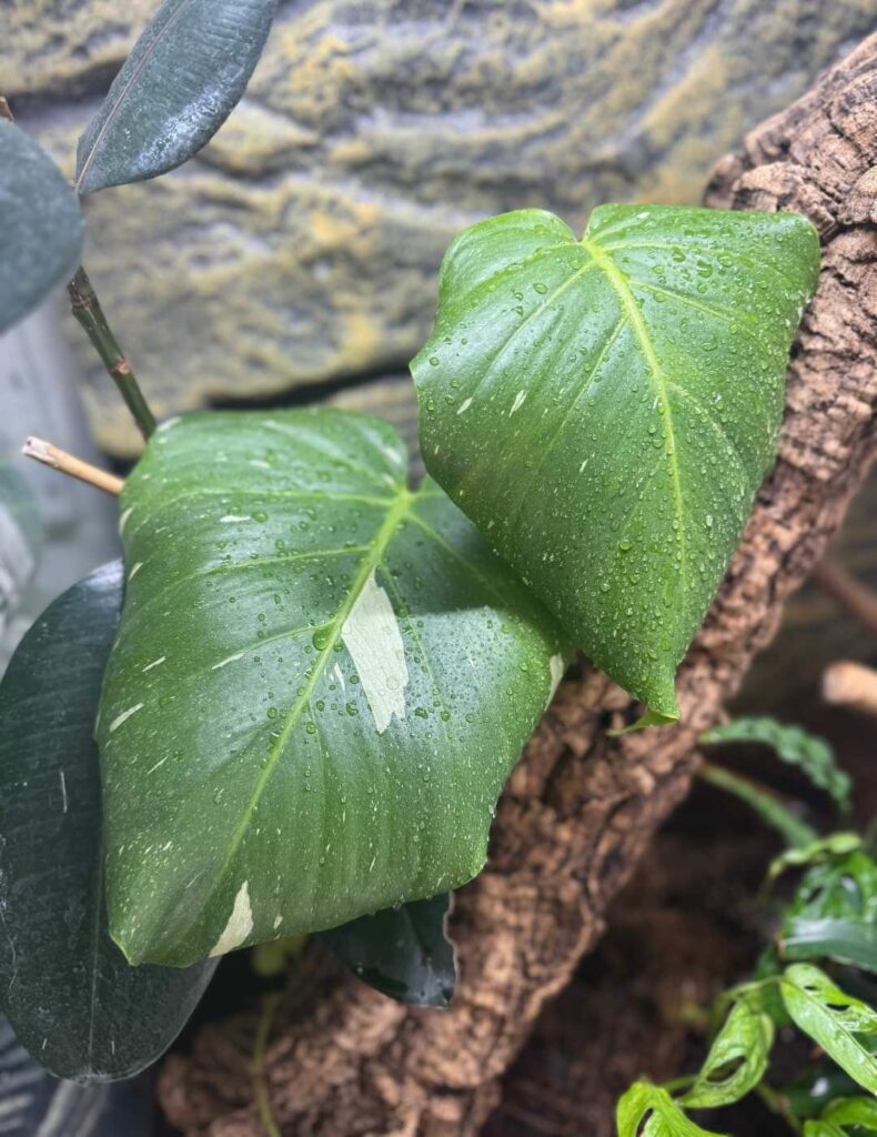 monstera thai constellation in a terrarium