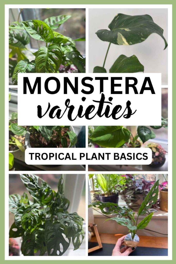 photos of different types of monstera plant