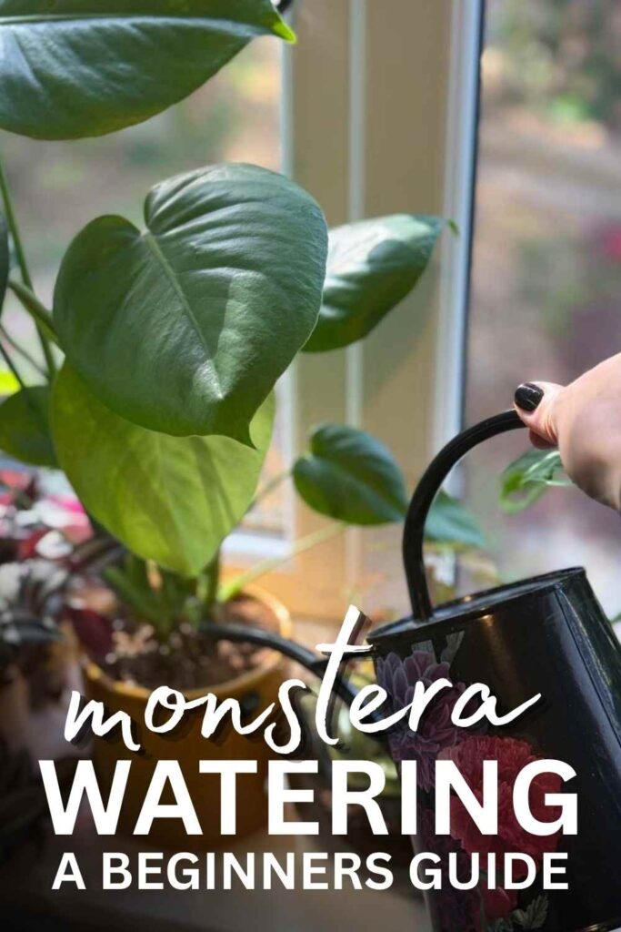 photo of a monstera plant and a small metal watering can