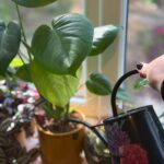 watering monstera deliciosa plant