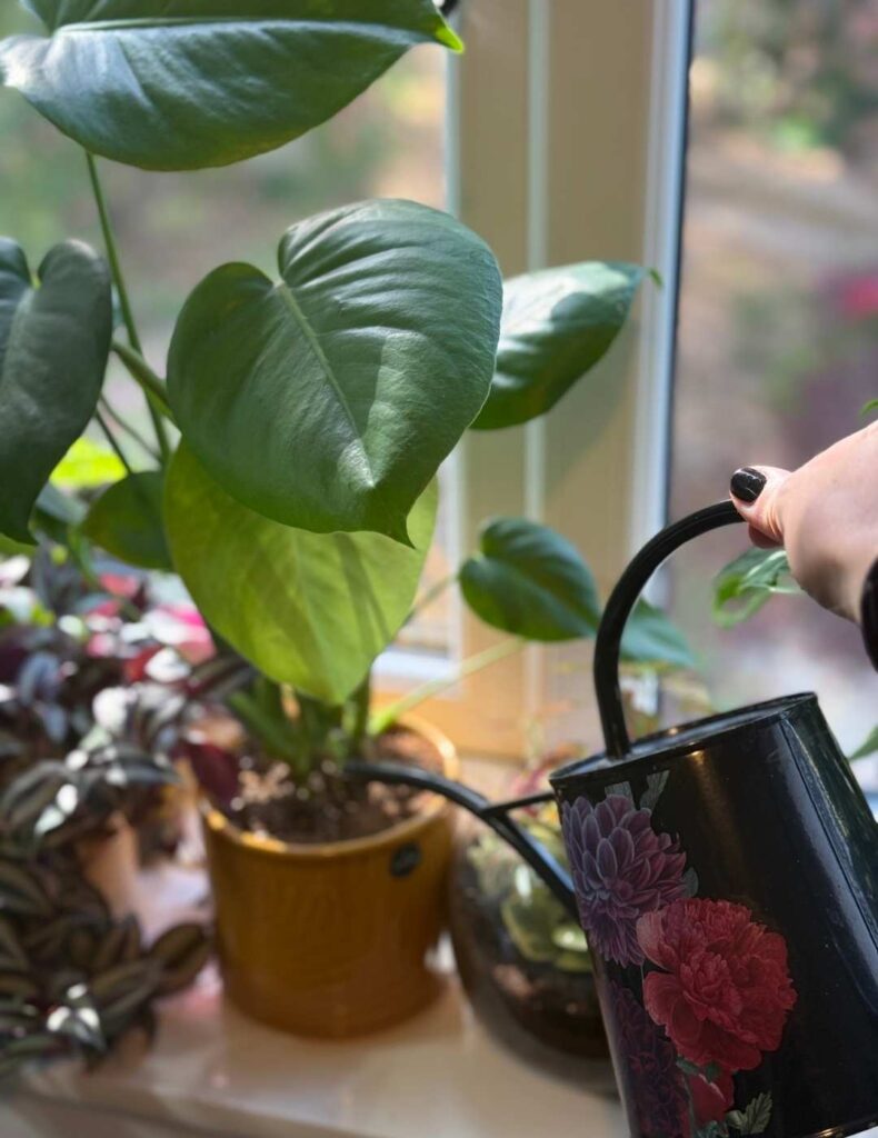 watering monstera deliciosa plant