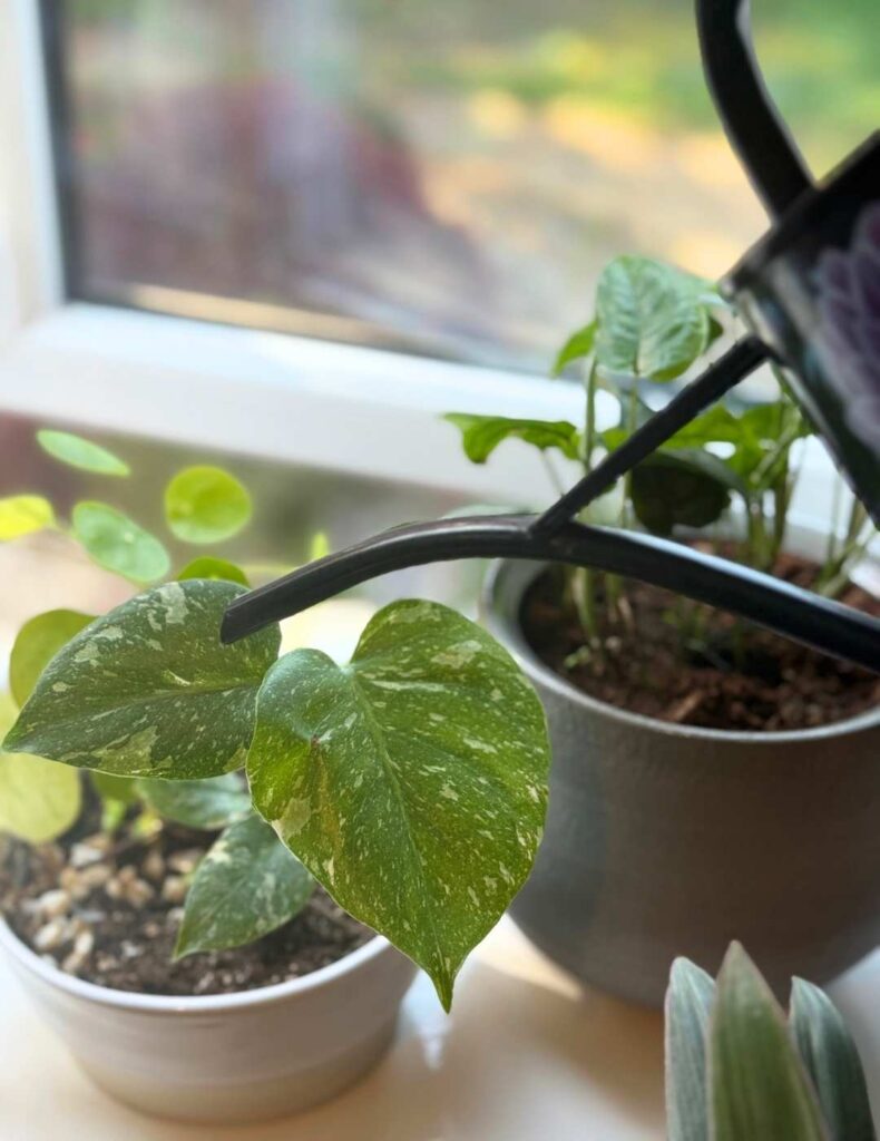 watering monstera thai constellation