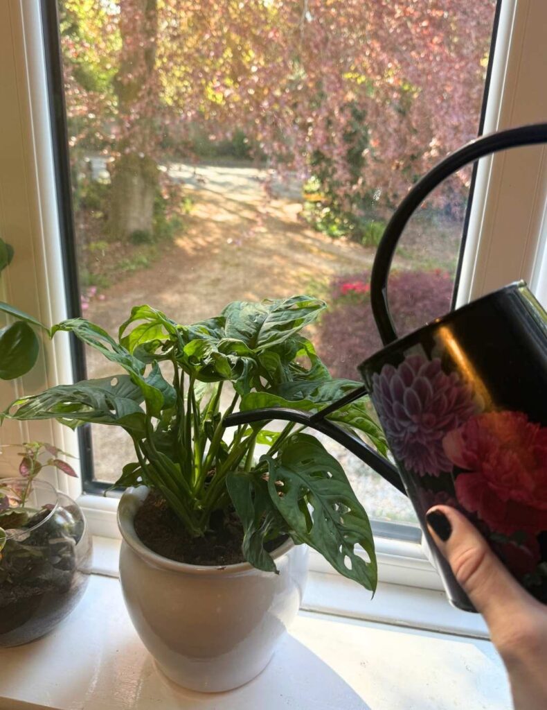 watering monstera adansonii