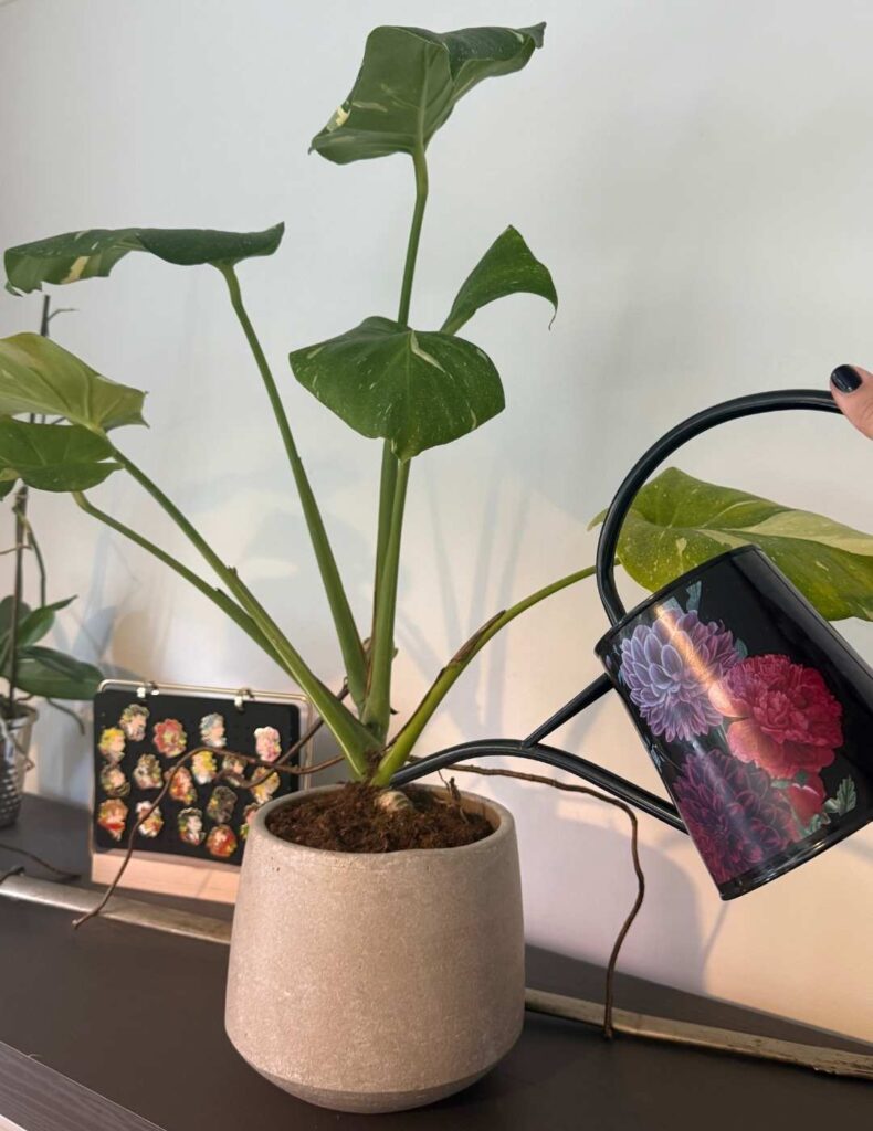 monstera watering large leaf thai constellation