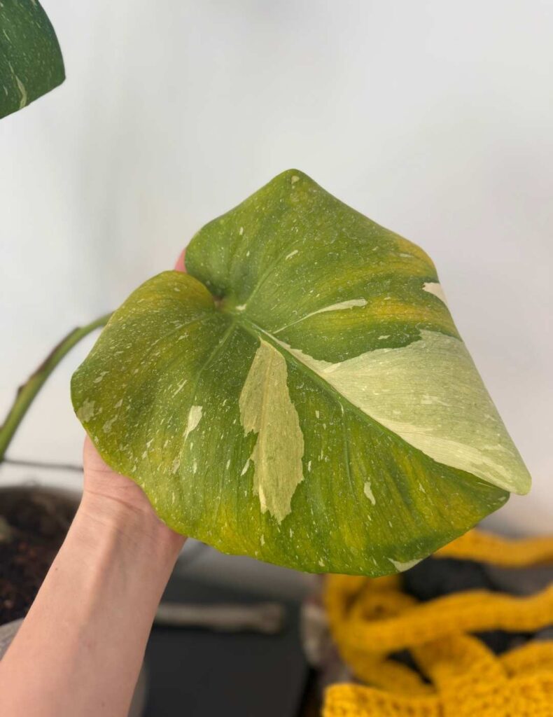 yellowed monstera leaf