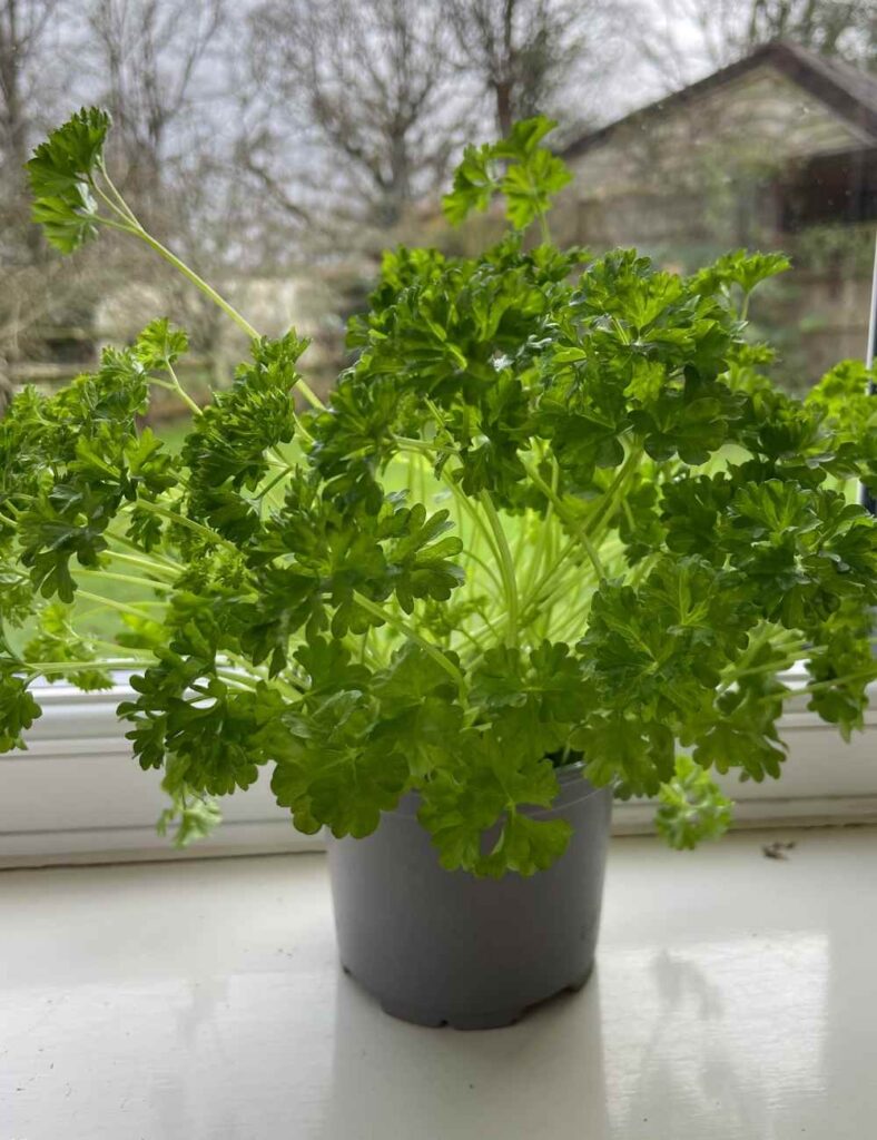 photo of a parsley plant in a pot on a window sill
