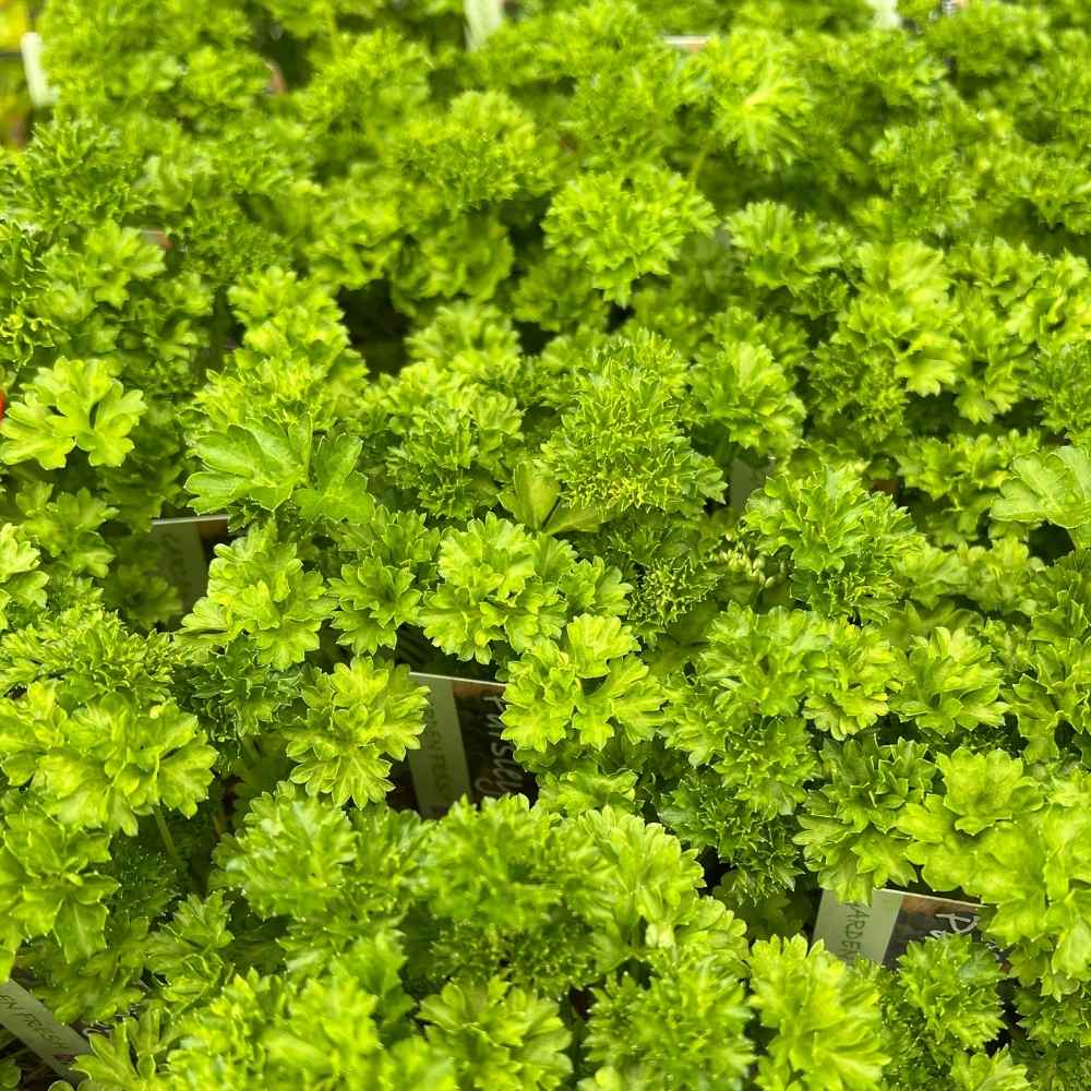 photo of parsley leaves