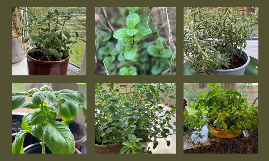 six photos of different herbs