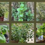 six photos of different herbs