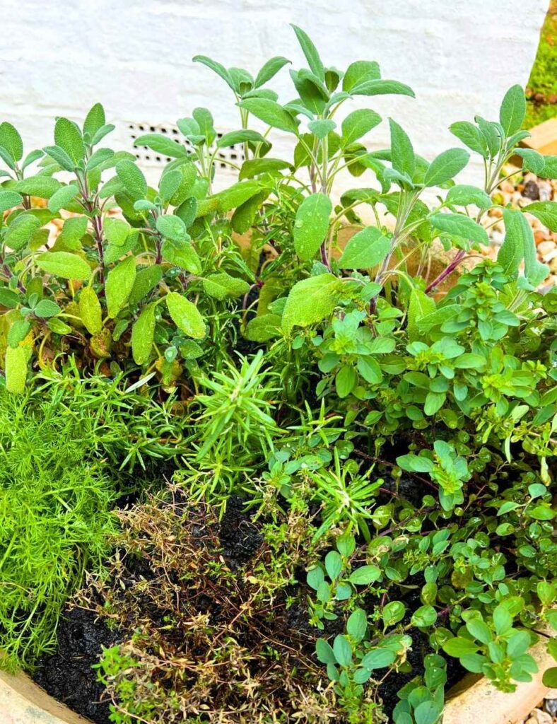 photo of herbs in a container