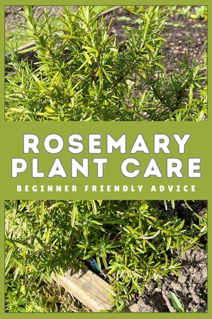 photo of a rosemary bush with text overlay that reads: rosemary plant care