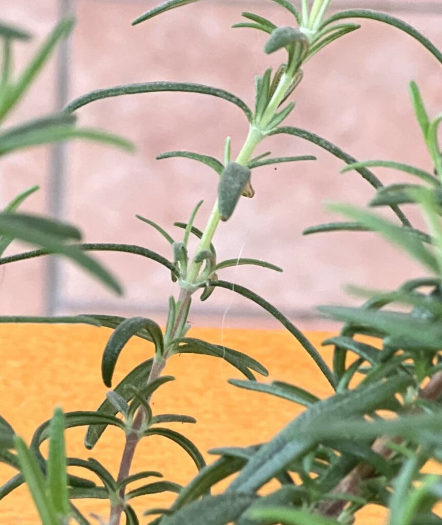photo of a rosemary shoot