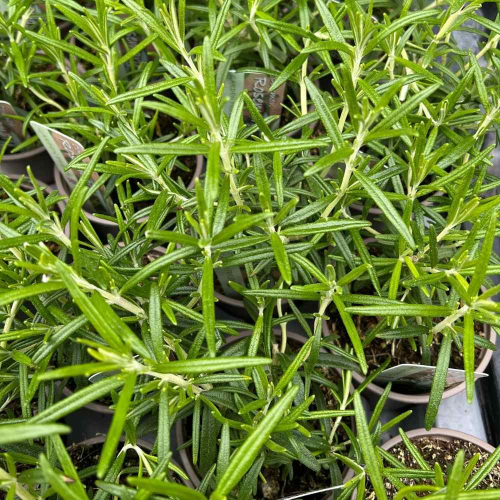 photo of rosemary leaves