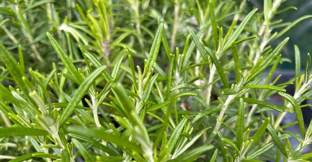 Rosemary leaves close up