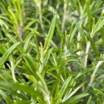 close up of rosemary plant showing only the leaves