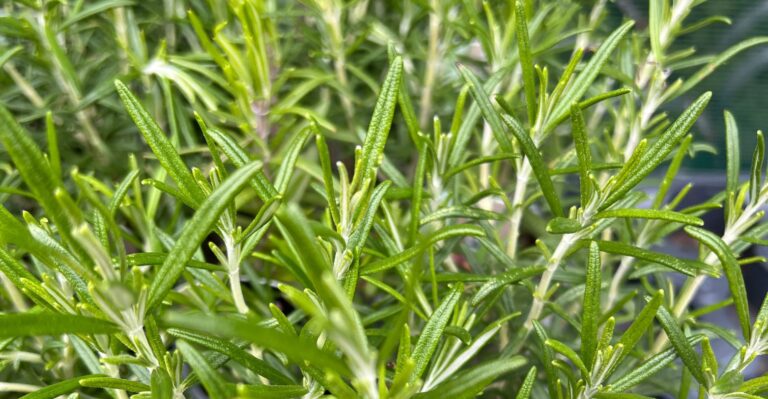 close up of rosemary plant showing only the leaves