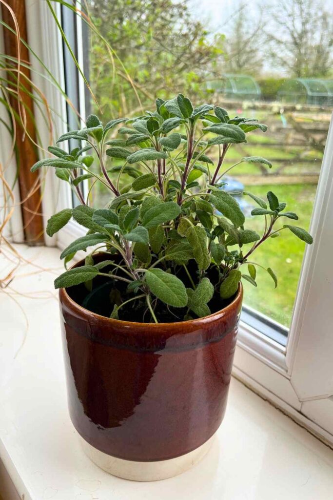 photo of a sage plant in a brown ceramic pot on a windowsill