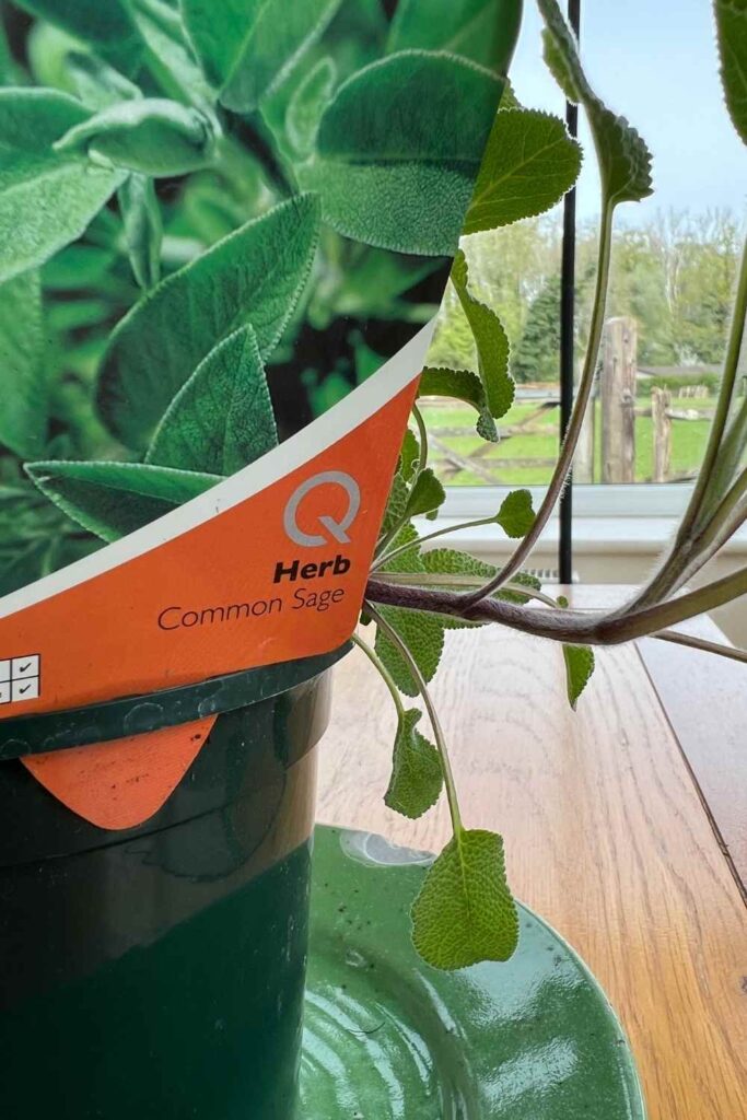 sage plant label in a pot