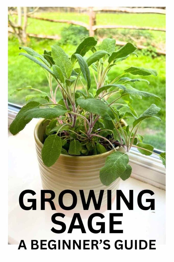 photo of sage plant on a windowsill