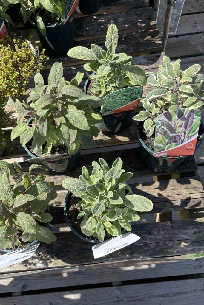 photo of different varieties of sage in pots on a wooden bench