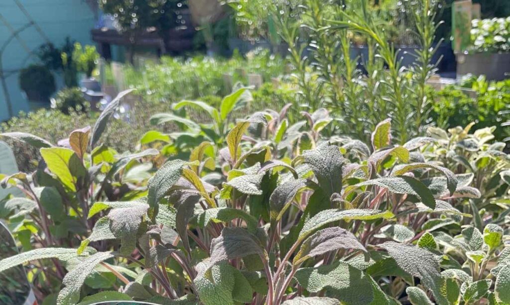 photo of sage plants with other herbs in the background