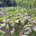 photo of sage plants with other herbs in the background