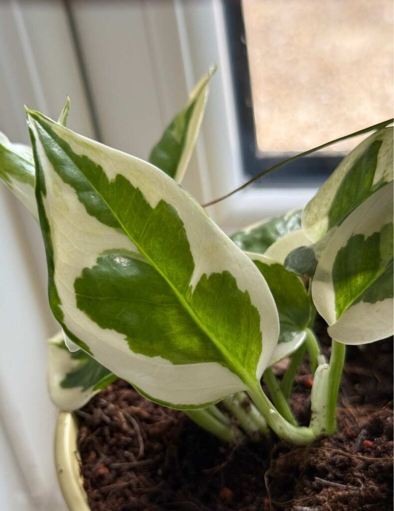 a pothos with the same variegated pattern