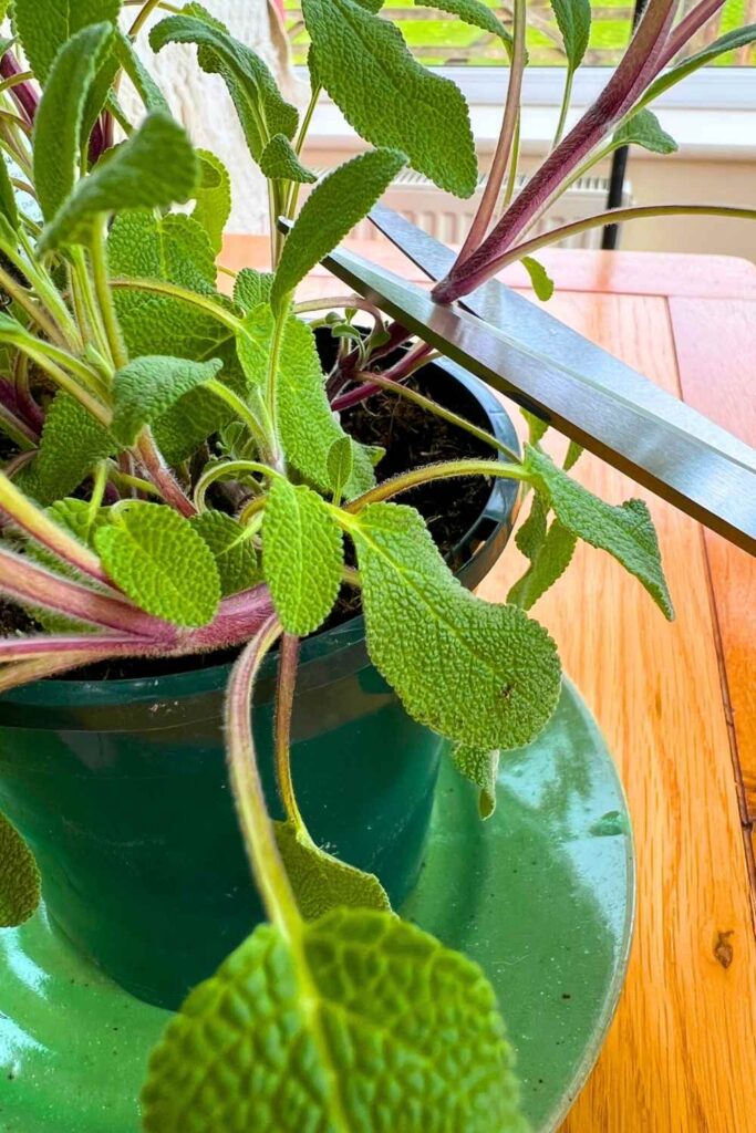 photo of scissors taking a sage cutting