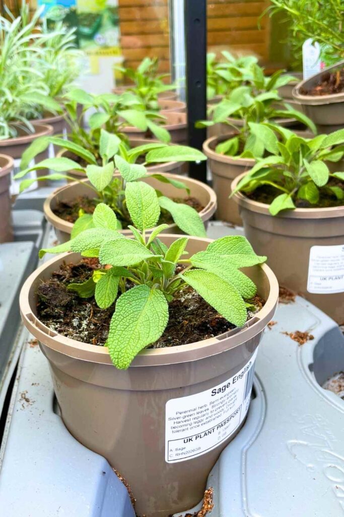 photo of young sage plants in a herb nursery