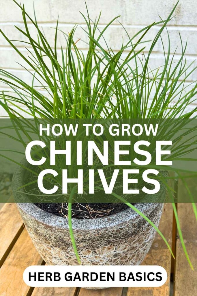 photo of chinese chives growing in a grey stone pot
