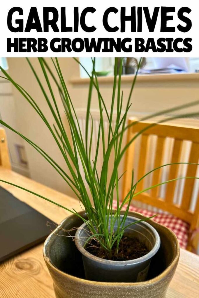 photo of a pot of garlic chives