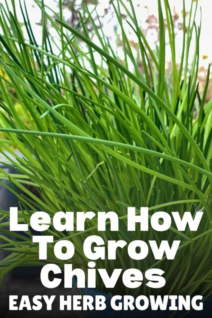 photo of chives growing in a pot