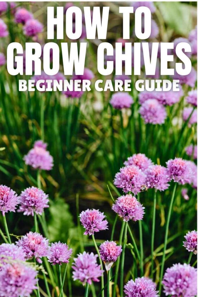 photo of chives in flower