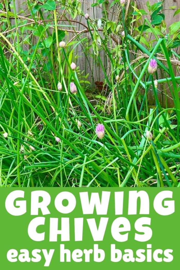 photo of chives growing up against an old wooden fence