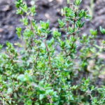 photo of thyme leaves