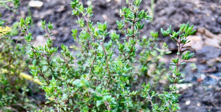 Getting Started With Thyme – A Beginner’s Guide