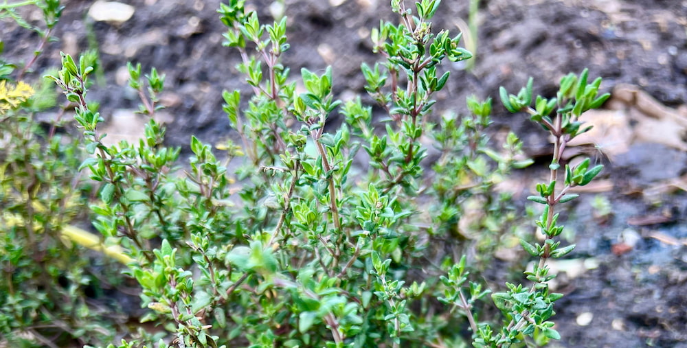 photo of thyme leaves